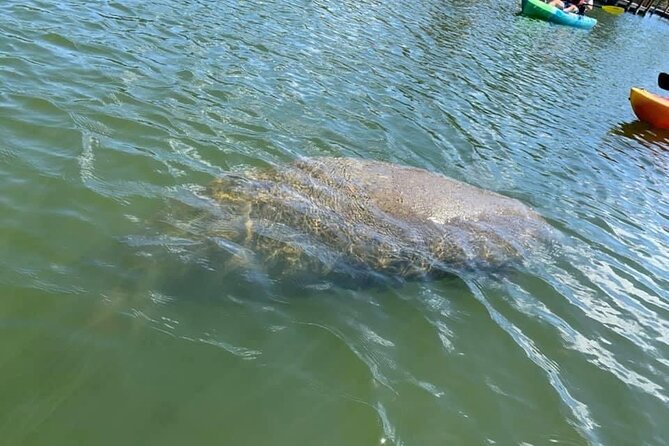 Manatee and Dolphin Kayak Tour - Mangrove Tunnels: Why the Narrow Canals Matter