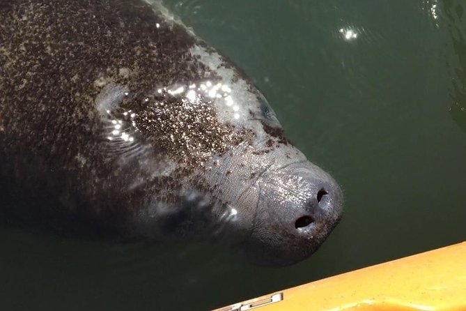 Manatee and Dolphin Kayaking Encounter - Key things to know before you go