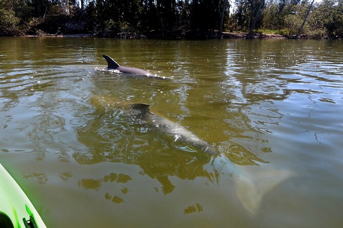 Manatee and Dolphin Kayaking Encounter - How the tour keeps manatee watching gentle and safe