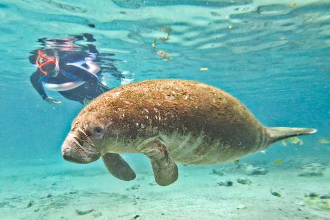 Manatee Snorkeling Adventure Tour with Lunch & Hotel Pickup - Why Crystal River and Homosassa Together Make Sense