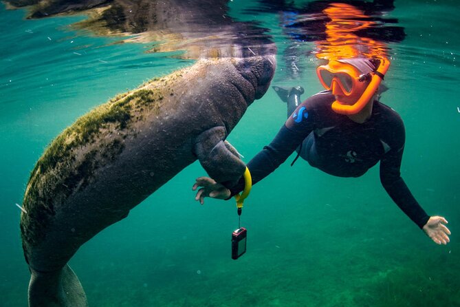Manatee Snorkeling Adventure Tour with Lunch & Hotel Pickup - Snorkeling in Crystal River: Gear, Comfort, and Cold-Water Reality