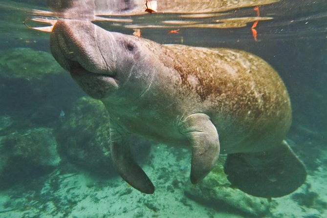 Manatee Snorkeling Adventure Tour with Lunch & Hotel Pickup - Homosassa Springs Wildlife State Park: Underwater Viewing and Wildlife Feeding