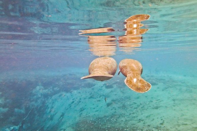 Manatee Snorkeling Adventure Tour with Lunch & Hotel Pickup - Picnic Lunch Timing: Fueling the Afternoon Without Stress