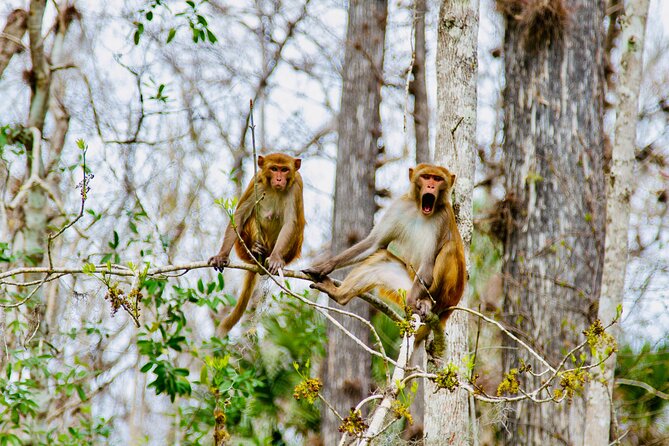 Manatees, Monkeys and Florida Natural Spring Adventure Tour - Choosing SUPs or clear kayaks: what the gear actually changes