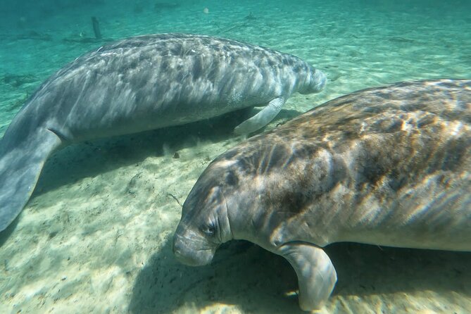 Manatees, Monkeys and Florida Natural Spring Adventure Tour - Where the tour starts: Fort King Pavilion and a real launch