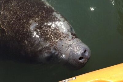 Manatees/Sunset/Bioluminescence Tour - Launch Day Reality: Getting From Titusville to the Refuge