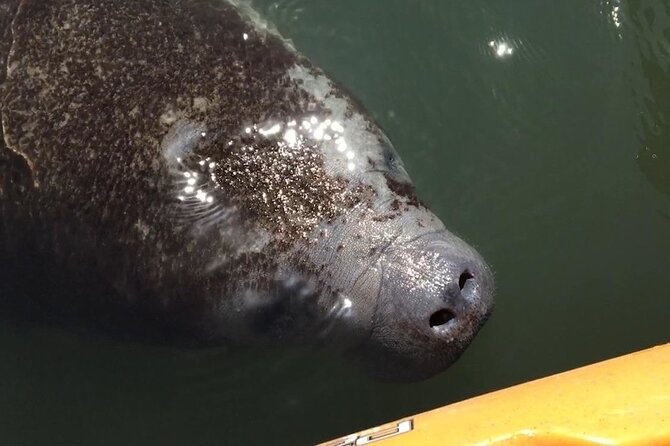 Manatees/Sunset/Bioluminescence Tour - Launch Day Reality: Getting From Titusville to the Refuge