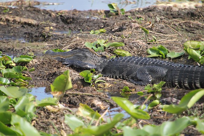 One-Hour Airboat Ride Near Orlando - Entering Boggy Creek: How to Spend Your Time Before the Airboat