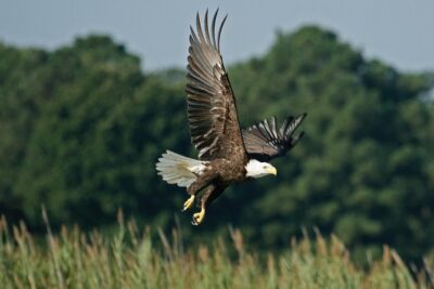 One-Hour Airboat Ride Near Orlando - On the Airboat: Wetlands, Wildlife, and the Captain’s Way of Running the Hour