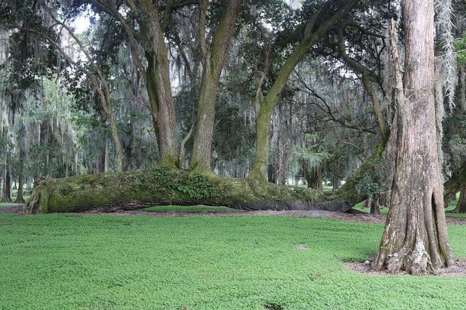 One-Hour Airboat Ride Near Orlando - Alligator Viewing Beyond the Boat: What to Look for on Land