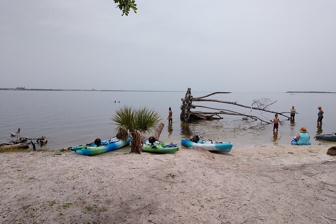 One Tandem Kayak Rental for 2 hours with Manatee & Dolphin sightings! - Scanning for manatees and dolphins: how to spot wildlife without stressing
