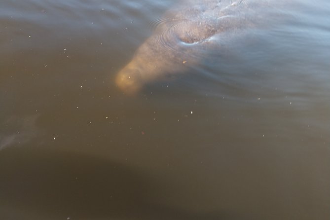 One Tandem Kayak Rental for 2 hours with Manatee & Dolphin sightings! - What about alligators? Safety mindset for open lagoon conditions