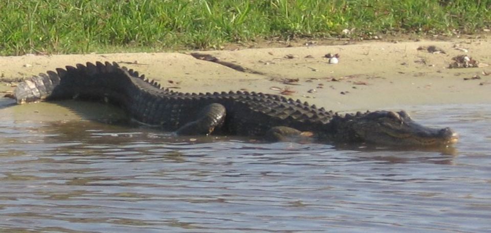 Orlando: Airboat Ride Tour with Hotel Pickup - What you can realistically spot on the Central Florida waters