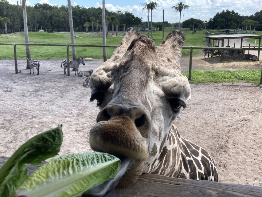 Orlando: Drive-Thru Safari Park at Wild Florida - Giraffe feeding: the moment you’ll remember