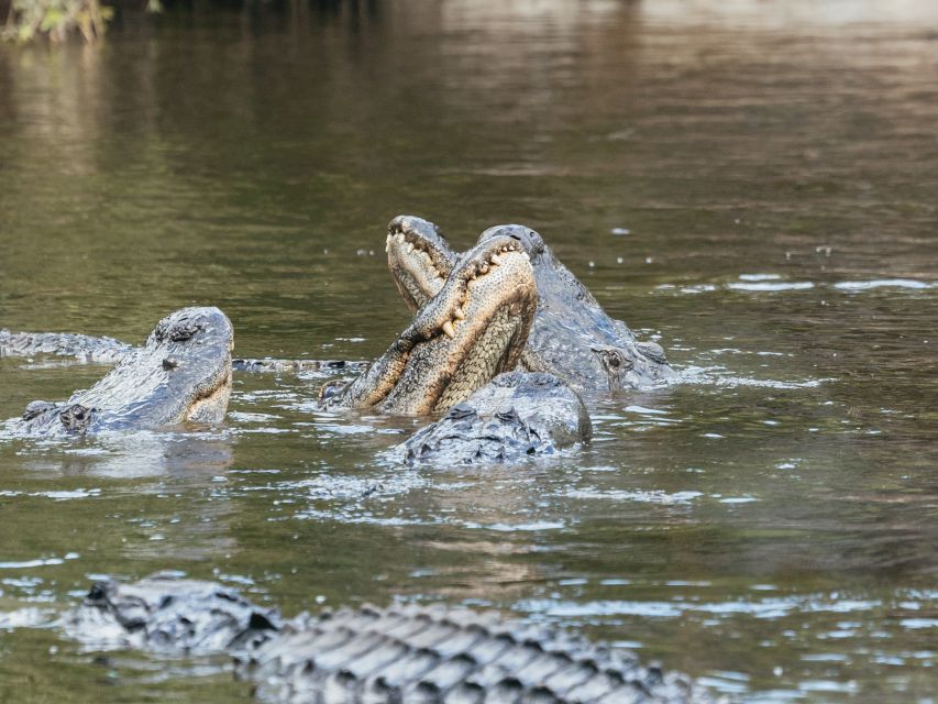 Orlando: Drive-Thru Safari Park at Wild Florida - Food, drinks, and other practicals for your day plan