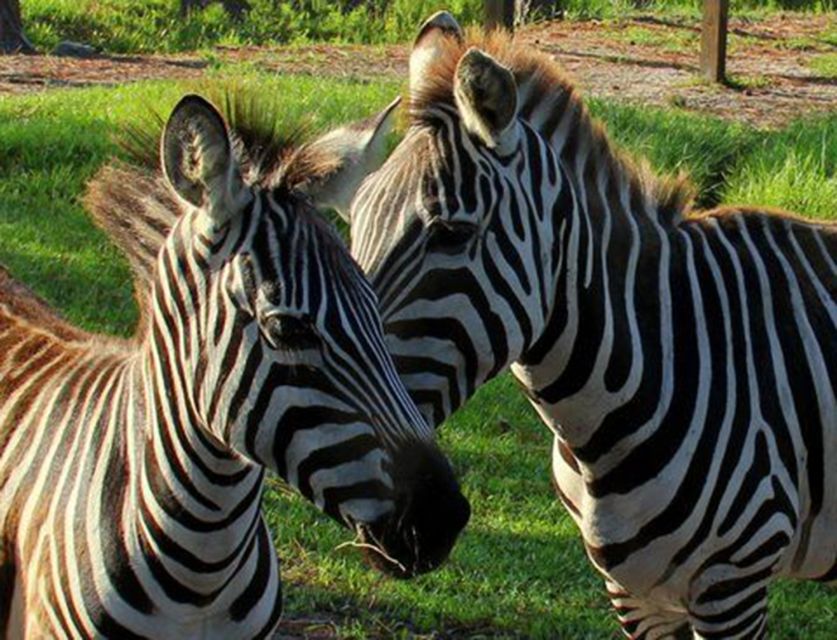 Orlando: Everglades Airboat Ride and Wildlife Park Ticket - Wild Florida is a quick escape from Orlando crowds