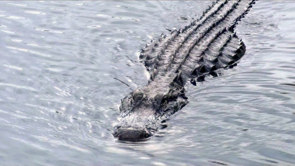Orlando: Everglades Airboat Ride and Wildlife Park Ticket - Live alligator demonstration: up close, not just in a tank