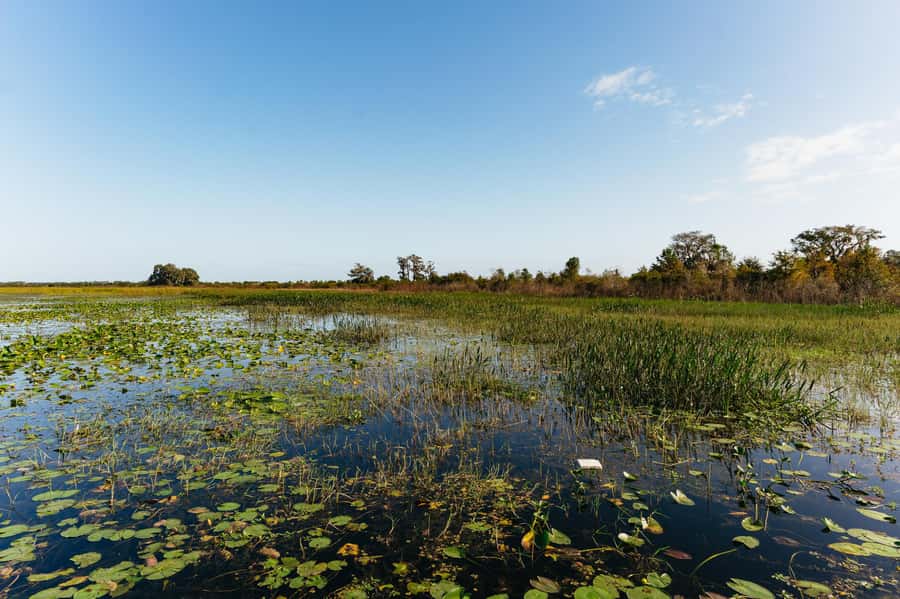 Orlando: Florida Everglades Wildlife Airboat Tour - The Everglades origin creek and the stories behind the marsh
