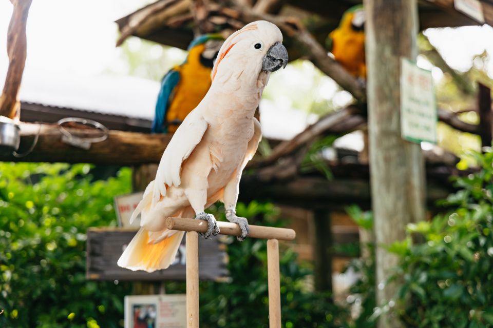 Orlando: Gatorland Skip-the-Line Ticket - Free-Flight Aviary, Petting Zoo, and the Breeding Marsh