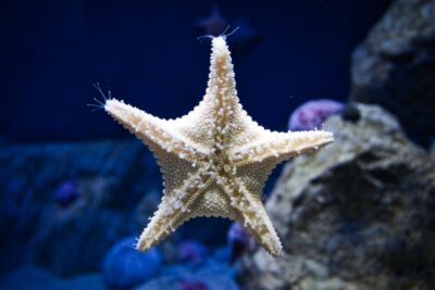 Orlando: Madame Tussauds and SEA LIFE Aquarium Combo Ticket - SEA LIFE Aquarium: touchable coastal life and the only 360-degree tunnel in Florida