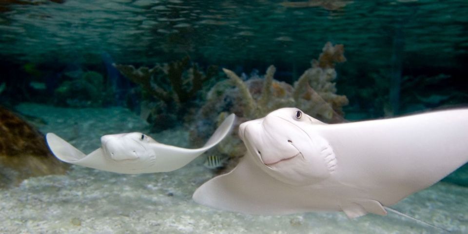 Orlando: SEA LIFE Orlando Aquarium - How Long It Takes and When You’ll Want to Go