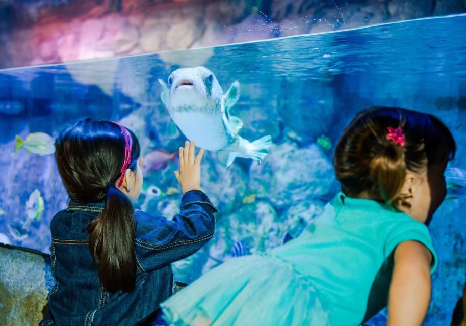 Orlando: SEA LIFE Orlando Aquarium - The 360-Degree Ocean Tunnel: The Main Event for Sharks, Rays, and Big Motion