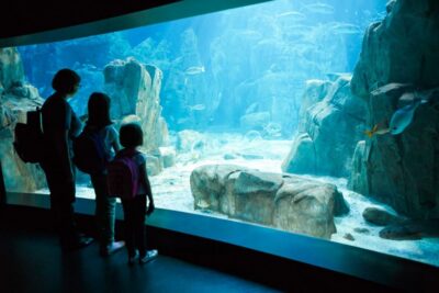 Orlando: SEA LIFE Orlando Aquarium - Getting In at ICON Park: Tickets, Parking, and Starting Where You Should