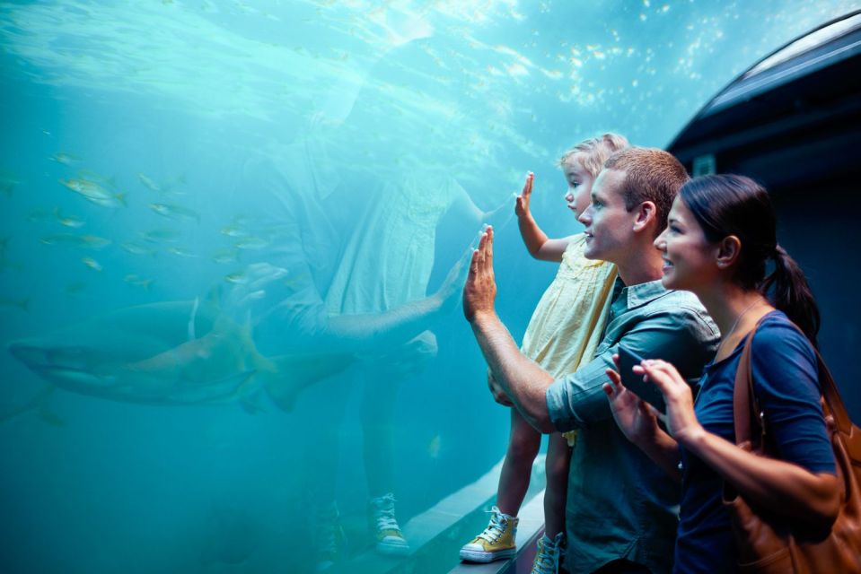 Orlando: SEA LIFE Orlando Aquarium - Coastal Rock Pool Touch Experience: Sea Stars and Anemones Under Your Fingertips
