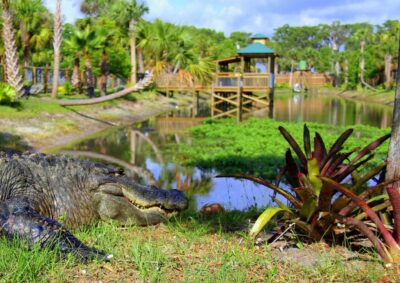 Orlando: Wild Florida Airboat Ride with Hotel Pickup & Lunch - The 30-Minute Airboat Ride Through Protected Wetlands