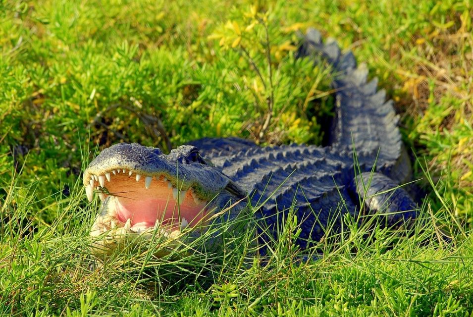 Orlando: Wild Florida Park Ticket and Gator Shows - The gator show: hands-on alligator demonstration that kids get