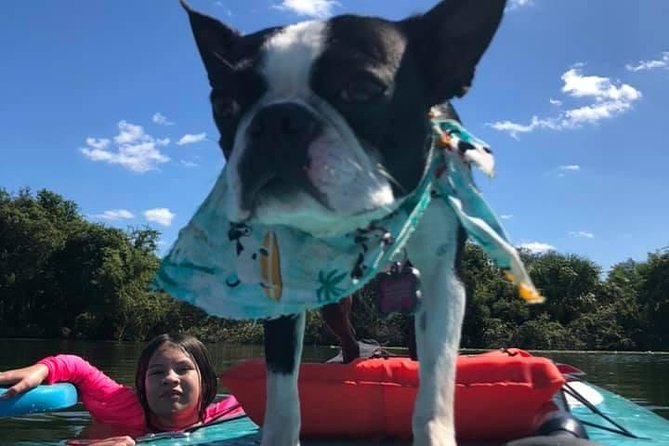 Paddle with Pups in Paradise - Paddleboard or Kayak - The Two-Hour Flow: From Gear Check to Paddle Time