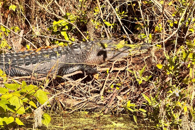 Sassy Silver Springs Kayak and Paddle Rental - Wildlife Watching With Respect (Not Just Sightseeing)
