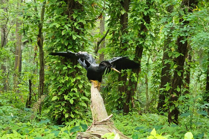 Scenic Half-Day Kayak or Paddleboard Rental – Dora Canal - Wildlife and Cypress Shade: What You’ll Hope to See (and When)