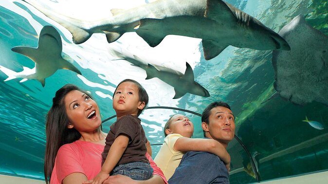 SEA LIFE Orlando Aquarium Admission Ticket at ICON Park - Key Things to Know Before You Go