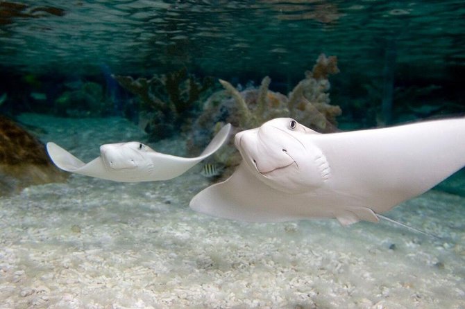 SEA LIFE Orlando Aquarium Admission Ticket at ICON Park - Sharks, stingrays, and the 360-degree glass tunnel