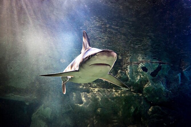 SEA LIFE Orlando Aquarium Admission Ticket at ICON Park - Exhibit route: from Lake Apopka wetlands to Florida Keys coastlines