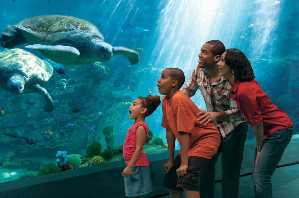SeaWorld Orlando: Park Admission Ticket - Coaster Capital Energy Meets Animal Encounters
