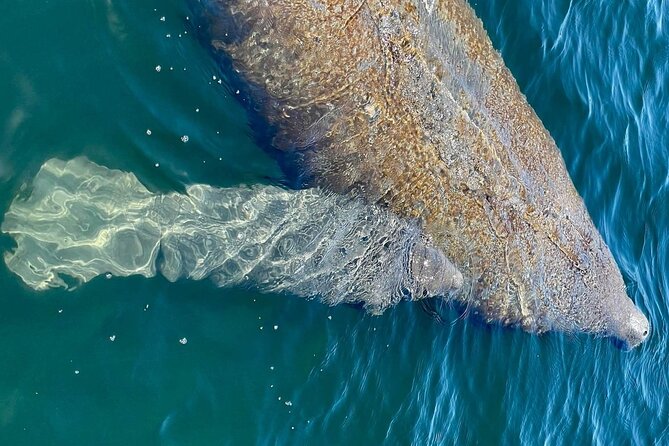 Self-Guided Kayaking Manatee and Dolphin Tour - How the Self-Guided Format Changes Your Expectations