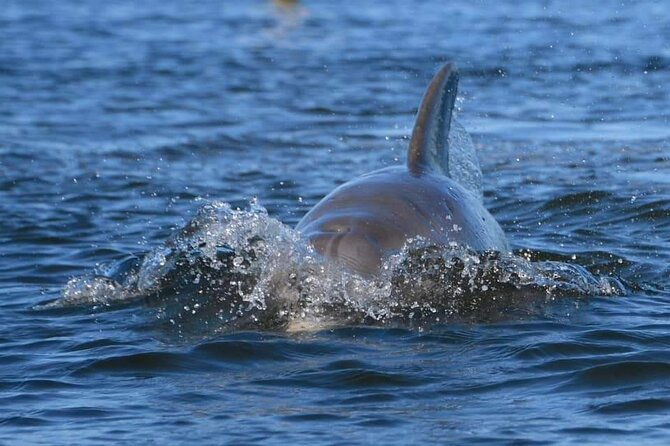 Self-Guided Kayaking Manatee and Dolphin Tour - The Wildlife Question: What You Can Do to Increase Your Odds