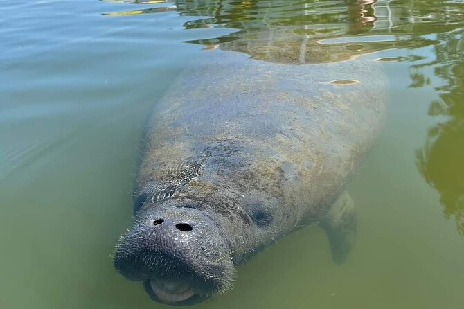 Self-Guided Kayaking Manatee and Dolphin Tour - Paddling Realities: How Wet, How Long, and How Far You’ll Likely Go