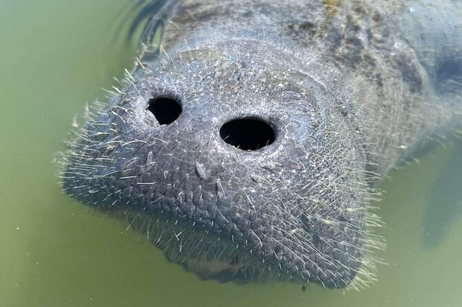 Self-Guided Kayaking Manatee and Dolphin Tour - Price and Value: Is $55 a Good Deal Here?