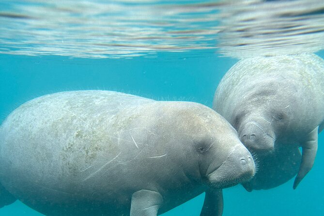 Silver Springs Clear Kayak Manatee, Monkey & Wildlife Adventures - Choosing Solo vs Tandem vs Paddleboard (and the Real Weight Limits)