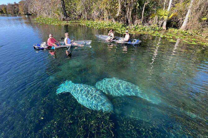 Silver Springs: Clear Kayak Wildlife Adventure - What You’re Likely to See: Manatees, Monkeys, and the Rest of the River Cast