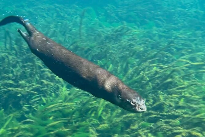 Silver Springs: Clear Kayaking Wildlife Tour - Wildlife Spotting You Can Actually Track: Birds, Turtles, Alligators, and More
