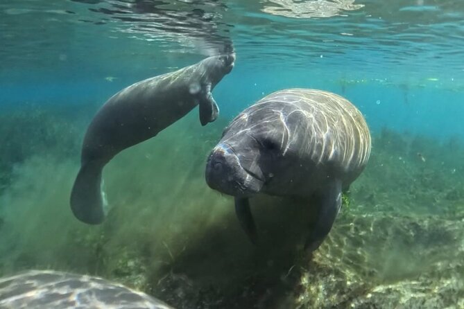 Silver Springs: Clear Kayaking Wildlife Tour - Small Groups of 8: The Hidden Luxury You’re Paying For
