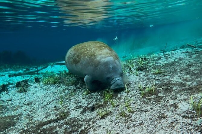 Silver Springs Jungle Kayaking and Paddleboarding - Wildlife Spotlighting: Manatees, Otters, Turtles, and Gators
