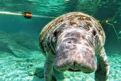 Silver Springs Manatee Kayak Tour - The Fort King loop: what you’re actually doing for 90 minutes