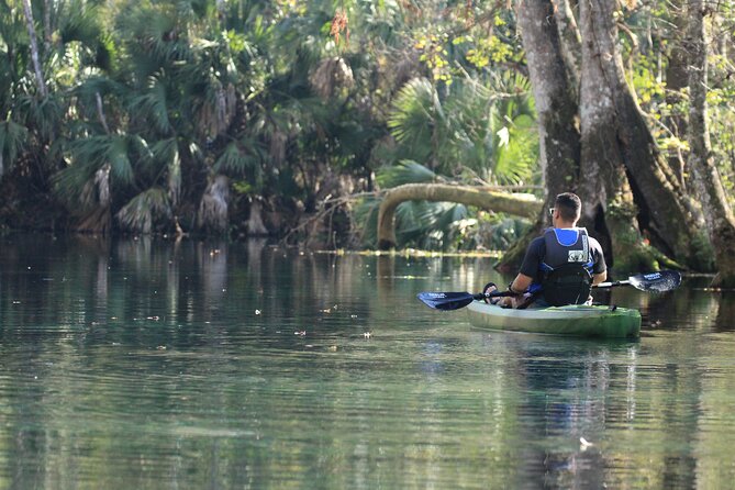Silver Springs Manatee Kayak Tour - Wildlife you’ll likely notice beyond the big mammals