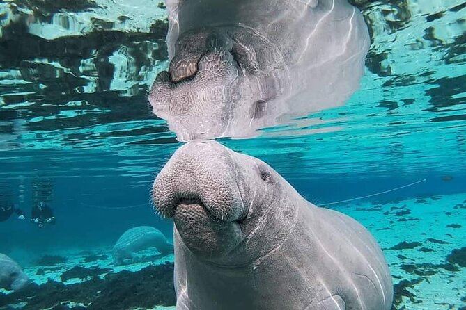 Silver Springs Manatee Kayak Tour - Gear and coaching: what’s included (and how it helps)