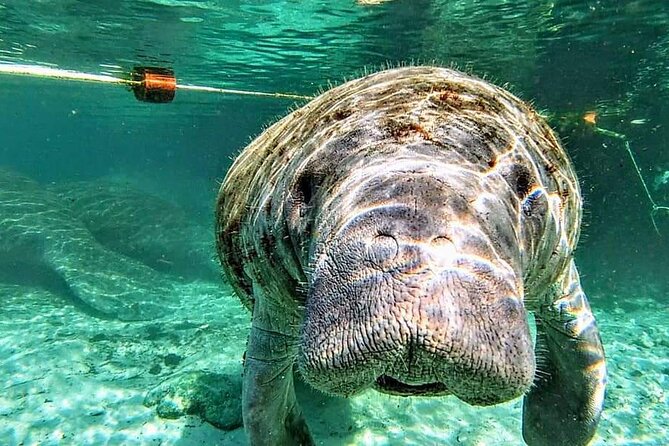 Silver Springs Manatee Kayak Tour - The Fort King loop: what you’re actually doing for 90 minutes